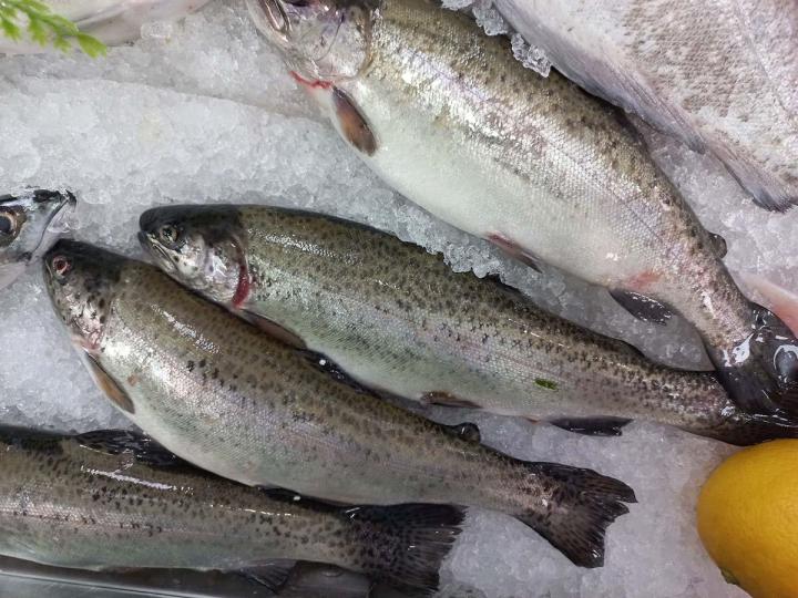Vente de poissons frais Pavilly