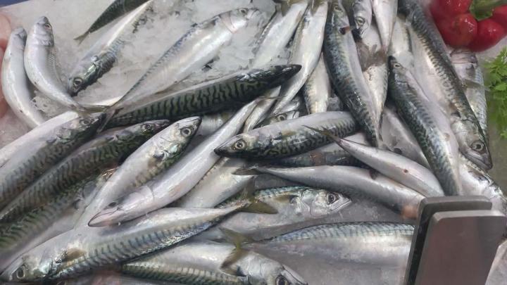 Poissons frais à prix attractifs Pavilly
